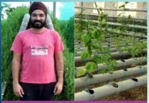 Moga ex-lecturer turns progressive farmer, grows Brahmi using hydroponics - Sachi Shiksha News