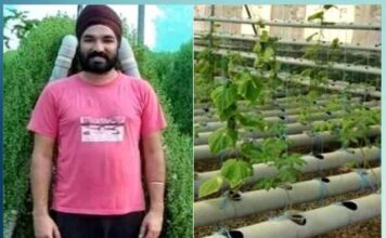 Moga ex-lecturer turns progressive farmer, grows Brahmi using hydroponics - Sachi Shiksha News