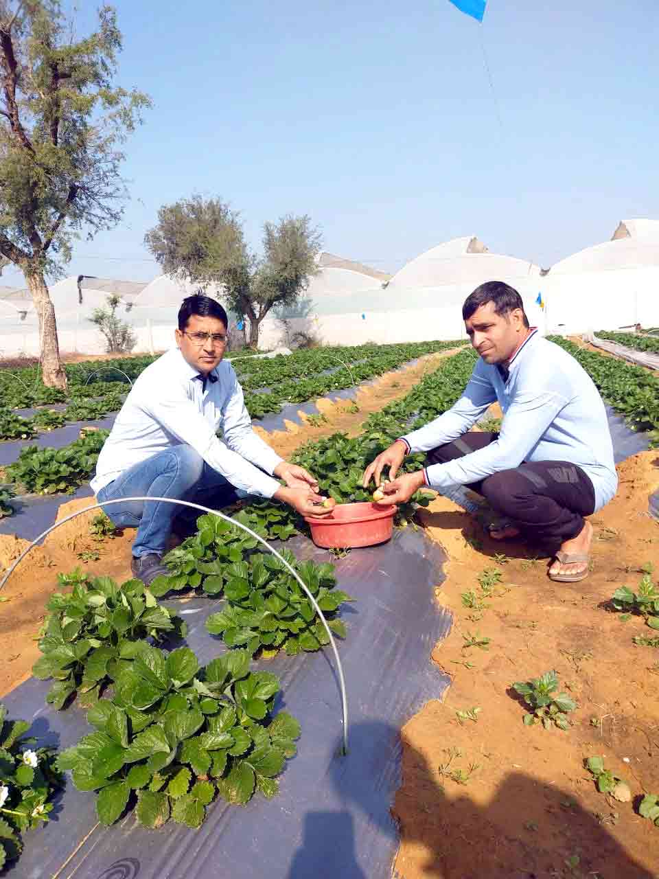 Gangaram Sepat cultivating Strawberries through organic farming - Sachi Shiksha Hindi