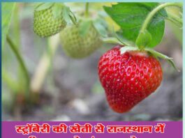 Gangaram became an example for youth in Rajasthan with Strawberry cultivation - Sachi Shiksha Hindi News