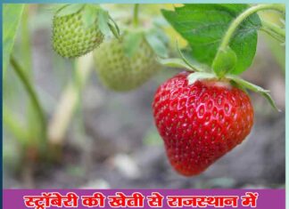 Gangaram became an example for youth in Rajasthan with Strawberry cultivation - Sachi Shiksha Hindi News