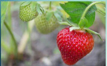 Gangaram became an example for youth in Rajasthan with Strawberry cultivation - Sachi Shiksha Hindi News