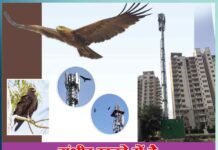 Indian spotted eagle is in serious danger - Sachi Shiksha Hindi