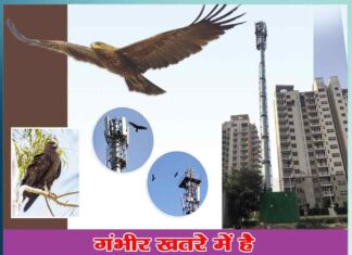 Indian spotted eagle is in serious danger - Sachi Shiksha Hindi