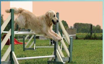 Awesome This Dog Sports