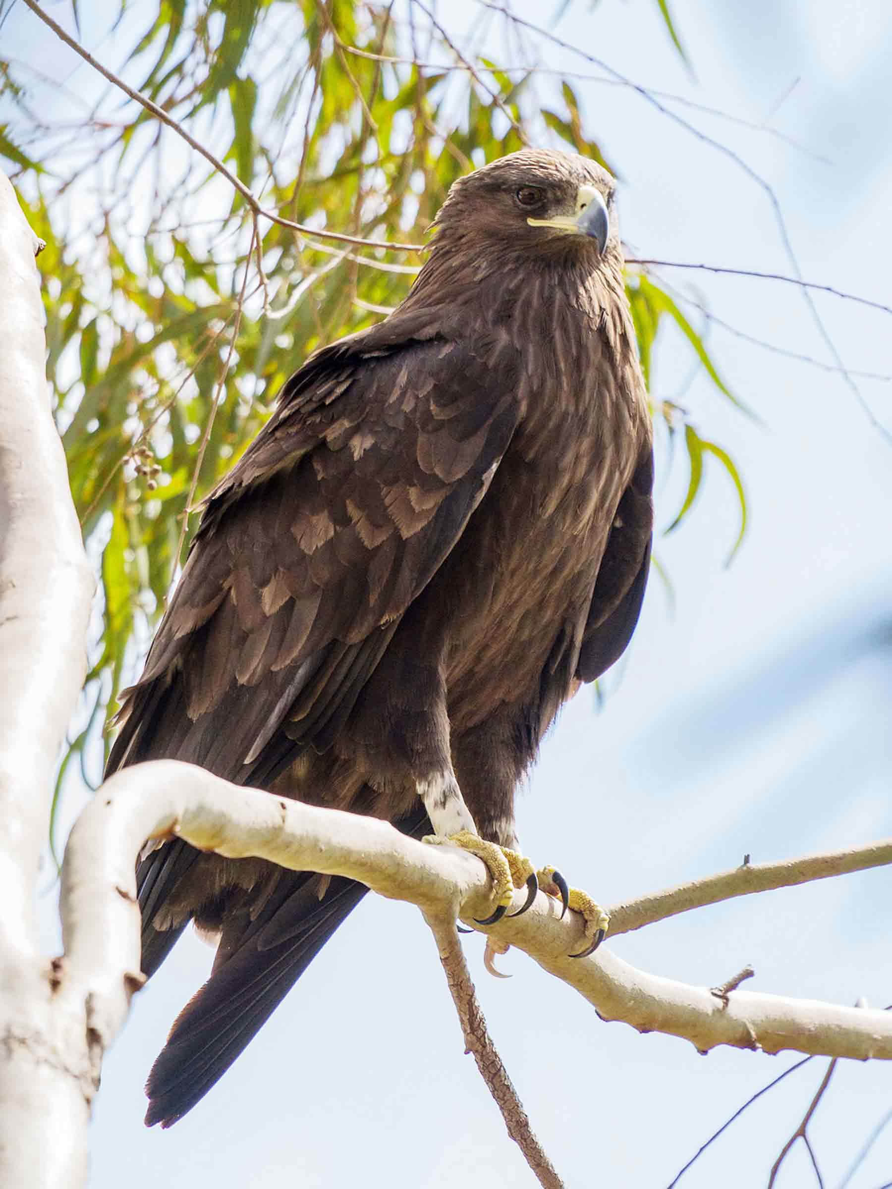 Indian spotted eagle Clanga Hastata - Sachi Shiksha Hindi