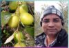 plum apple-like sweetness, production uncountable