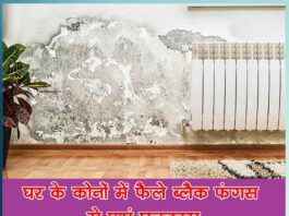 Get rid of black fungus spread in the corners of the house