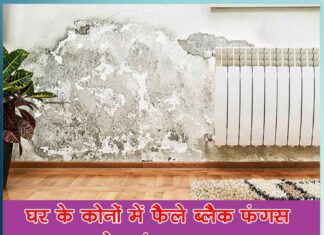 Get rid of black fungus spread in the corners of the house