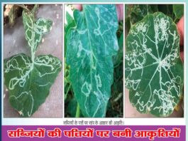 The truth of the figures made on the leaves of vegetables