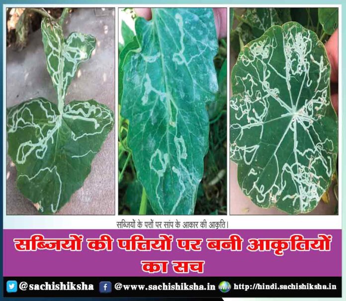 The truth of the figures made on the leaves of vegetables
