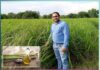 Different identity created by cultivating lemon grass