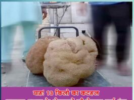 वाह! 13 किलो का कटहल Wow! 13 kg jackfruit