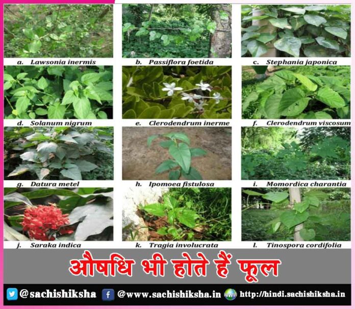 Beautiful-Medicinal-Flowers-in-India