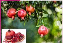 Nutritious fruit of summer 'Pomegranate'