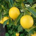 lemon