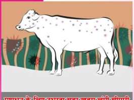 Big danger to animals - lumpy disease -sachi shiksha hindi