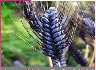 Cultivate black wheat for better earnings -sachi shiksha hindi