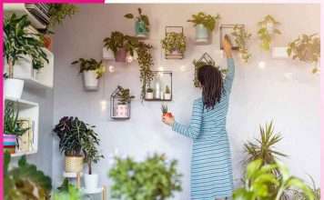 decorate your home with plants -sachi shiksha hindi