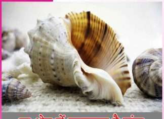 Conch is valuable in every field -sachi shiksha hindi