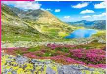 Yumthang beautiful valley of flowers