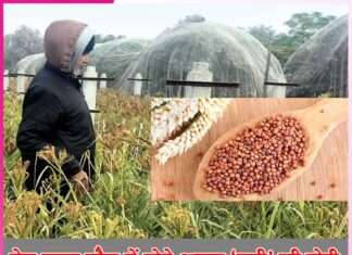 Cultivation of coarse grain Ragi in Dera Sacha Sauda