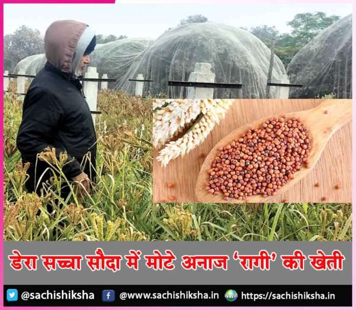 Cultivation of coarse grain Ragi in Dera Sacha Sauda