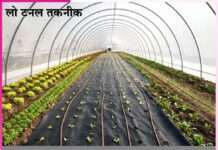 Farmers will be able to grow vegetables even in severe cold