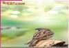 World Sparrow Day -sachi shiksha hindi