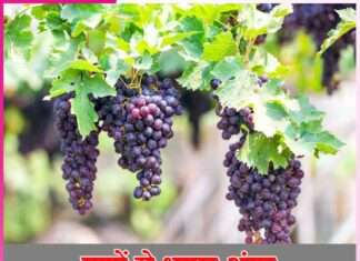 Grapes -sachi shiksha hindi.jpg