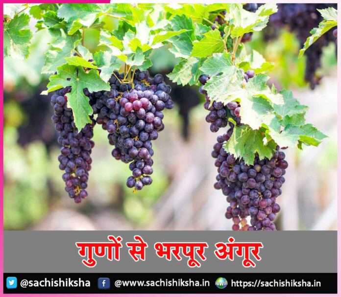 Grapes -sachi shiksha hindi.jpg