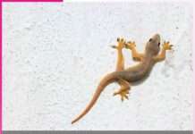 lizards -sachi shiksha hindi