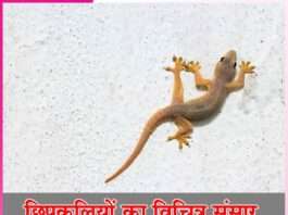 lizards -sachi shiksha hindi