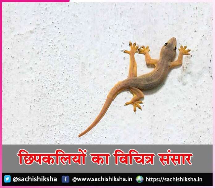 lizards -sachi shiksha hindi