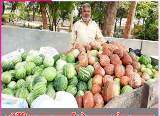 organic cucumber -sachi shiksha hindi