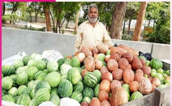 organic cucumber -sachi shiksha hindi