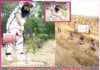 Dera Sacha Sauda millions trees -sachi shiksha hindi