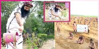 Dera Sacha Sauda millions trees -sachi shiksha hindi