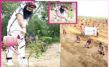 Dera Sacha Sauda millions trees -sachi shiksha hindi