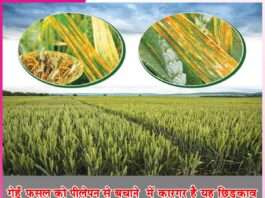 How to save wheat crop