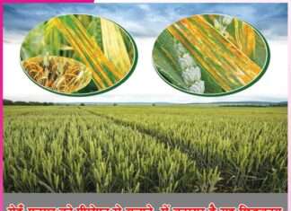 How to save wheat crop