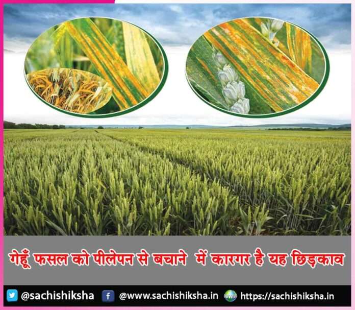 How to save wheat crop