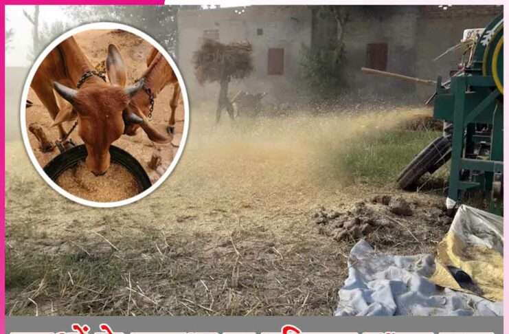 Animal Health