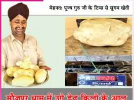 मौजपुर धाम में उगे डेढ़ किलो के आलू aloo