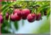 Aloo Bukhara Benefits