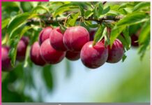 Aloo Bukhara Benefits