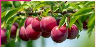 Aloo Bukhara Benefits