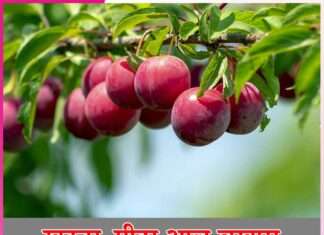 Aloo Bukhara Benefits