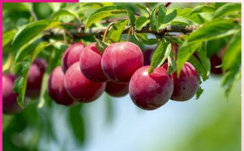 Aloo Bukhara Benefits