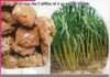 Everyone is crazy about the sweetness of organic jaggery